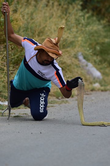 Photo title: Enemy friends Photo credit: Saad Alghamdi Photo caption: Baljurashi Governorate in the Al-Baha region in the south of the Kingdom of Saudi Arabia, above the Sarawat Mountains. A poisonous and strange Arab cobra appears in front of the hunter and above his head is his girlfriend, the Arab cobra, as she watches the hunter's dealings with the new cobra as he tries to deal with it gently and save it with love without using the iron stick so as not to harm it. (Translated from Arabic)