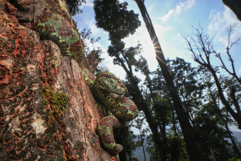 Photo title: Spooky surprise Photo credit: Girish Vilas Choure Photo caption: Coffee plantations of India are not only known for their rich quality coffee beans but also for these spectacularly camouflaged Craspedocephalus malabaricus or Malabar pit vipers. This snake species is highly venomous and their bites are clinically significant. Human beings economically dependent on coffee plantations for their livelihoods often suffer snake bites from Malabar pit vipers. While we might call this an attack, from t