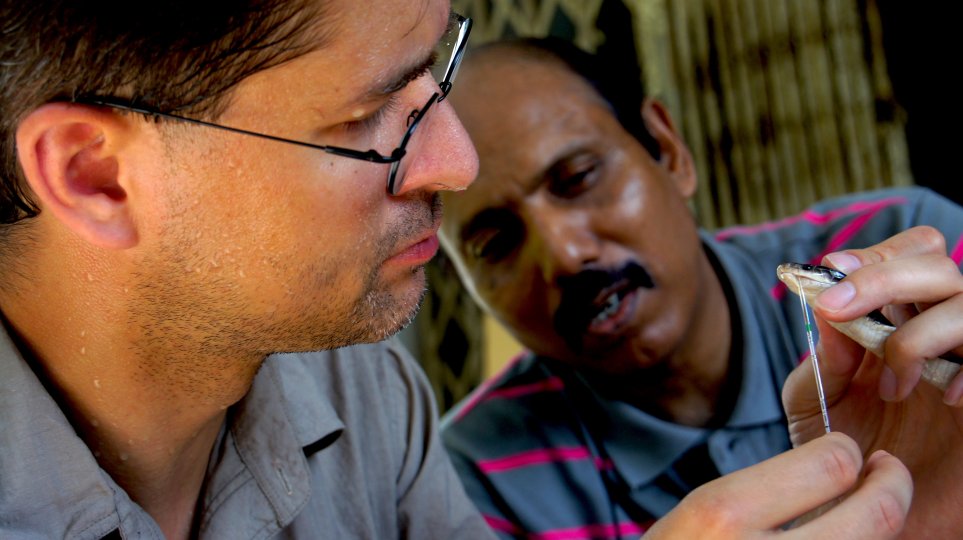 Photo title: Kraits at Night Photo credit: Oliver G. Becker / Occasione Documentaries Photo caption: Bites by kraits are a leading cause of snakebite mortality in Southeast Asia. They typically occur at night, on sleeping people and cause neuromuscular paralysis. Kraits produce very small amounts of venom and have only short fangs to inject it. Thus, conventional ways of venom extraction are ineffective. In this photo, Prof. Md. Farid Ahsan (University of Chittagong) and Dr. Ulrich Kuch (Goethe University F