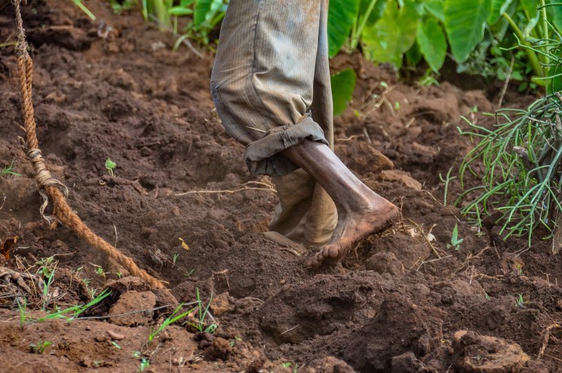 Photo title: The second before the snakebite Photo credit: Dr. B.J. Visser Photo caption: Can you discover the snake who is going to bite this farmer in his foot? This farmer, in the Ethiopian highlands, is working in wet, red volcanic red clay soils barefoot. This photo captures the moment just before the potential fatal snakebite. Snakebites are one of the main work-related health risk for farmers. It can be very challenging, even for experienced farmers, to recognize snakes in the field. Wearing shoes ca