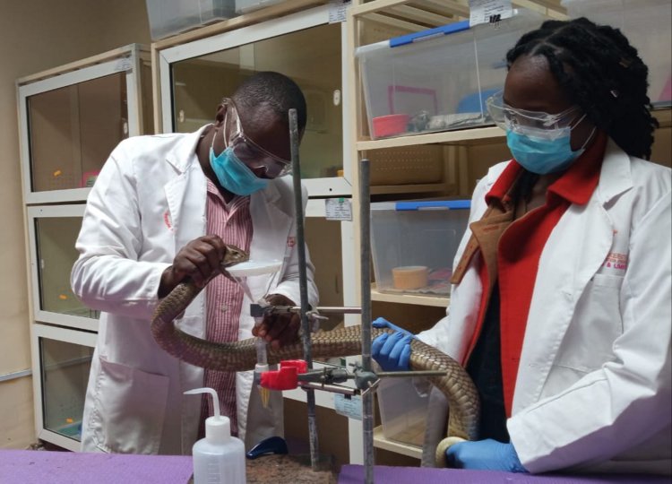 Photo title: Large brown spitting cobra venom extraction Photo credit: Dr. Henry Emonje Photo caption: Pictured here is myself, an assistant research scientist and the senior herpetologist Mr. Geoffrey Maranga of the Kenya Snakebite Research and Intervention Centre (KSRIC). The photo was taken at the KSRIC herpetarium, Institute of Primate Research Nairobi - Kenya. In the photo, we are carrying out venom extraction from Naja ashei (the large brown spitting cobra) for purposes of snake venom characterization