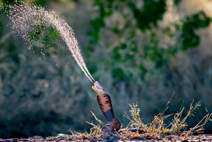  Photo title: A Mozambique spitting cobra defending itself by spitting venom Photo credit: Hiral Naik Photo caption: A Mozambique spitting cobra is spitting its venom as a defense mechanism towards any threat it experiences. The snake's instinct is to spit to defend itself.