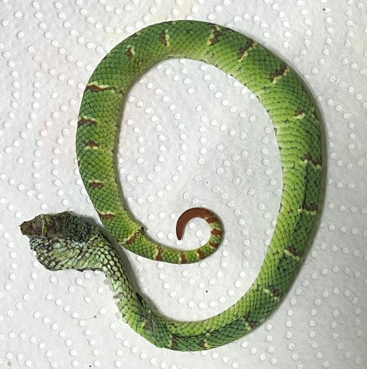 Photo title: Human-Snake Conflict: Philippine temple pit viper with its head crushed by the victim Photo credit: Yoshihiro Aoki Photo caption: A 40-year-old male farmer brought the snake after being bitten by juvenile Tropidolaemus sabammulatus under a coconut tree in Leyte, the Philippines. Two fang marks were seen on the lateral side of his right ankle, but the patient did not develop any symptoms and signs of envenomation: a dry bite was suspected. Sadly, the beautiful green snake was killed and brought 