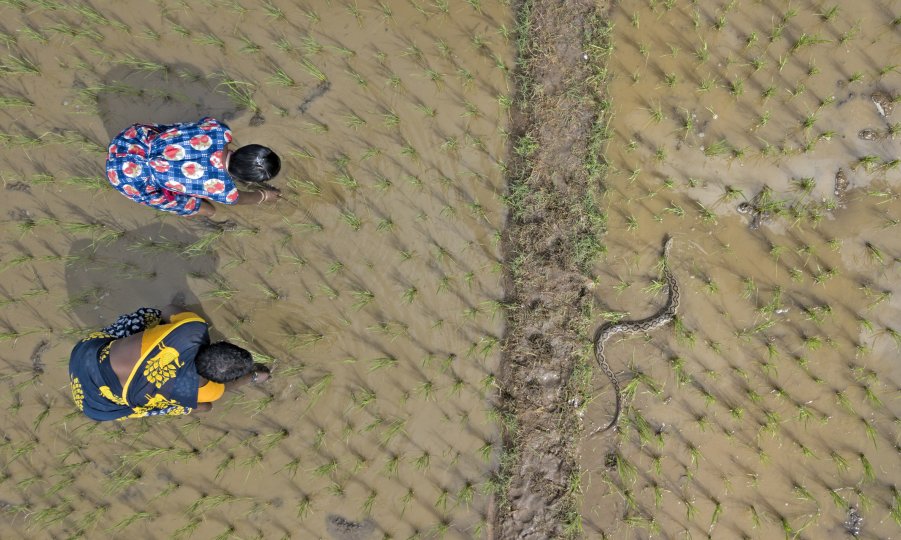 Photo title: Shared landscapes Photo credit: Gnaneswar Ch Photo caption: Snakes are an important part of agrarian landscapes, as rodent controllers. Being an epicenter for snakebite, at least 58,000 people die in India annually. Russell's vipers are considered to contribute to most of these deaths but if they aren't provoked they cause no harm and can coexist peacefully as seen in the picture. The complexities in treatment, venom variation, and poor policies make it a nightmare for the victims. Preventive e