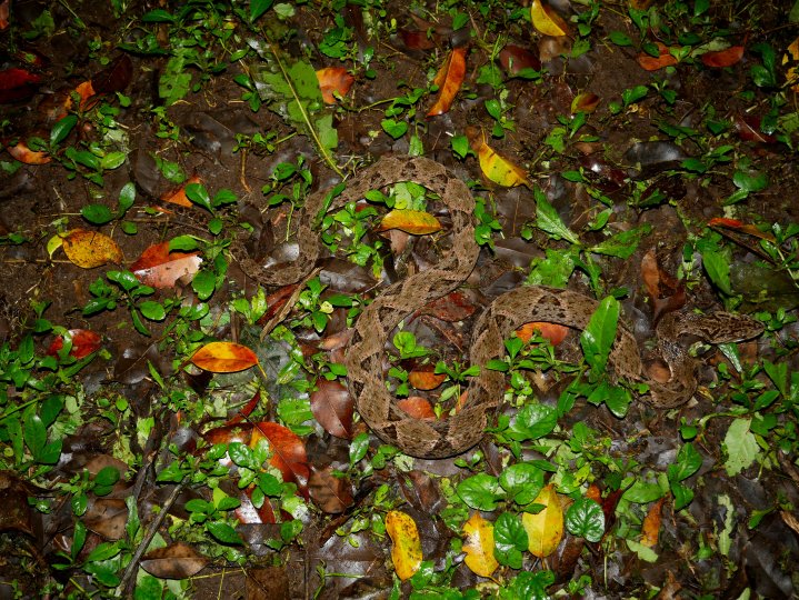 Photo title: Invisible striker Photo credit: Daniel Jestrzemski Photo caption: The terciopelo or fer-de-lance (Bothrops asper) is one of Latin America's most medically important snake species, being responsible for the majority of severe human envenomings within its distribution range, and also affecting livestock. As a nocturnal ambush predator and important natural control of rodent populations, this highly venomous pitviper has an X-shaped dorsal coloration pattern which perfectly blends with the leaf li