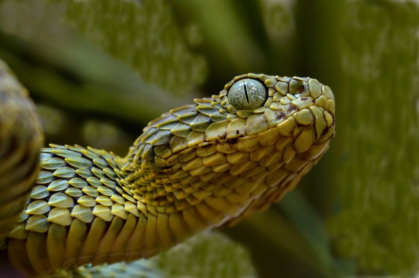 Photo title: Textures in vipers Photo credit: Edgar Neri-Castro Photo caption: Close-up of a Atheris squamigera, a species of the genus Atheris. Species of this genus have a very showy strongly keeled scale pattern.