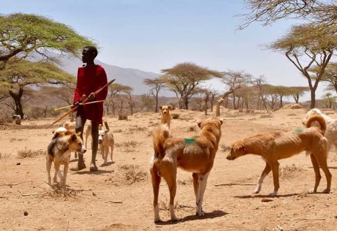 Although dogs in rural Africa are often free-roaming, most are owned and accessible for vaccination. Photo: Felix Lankester