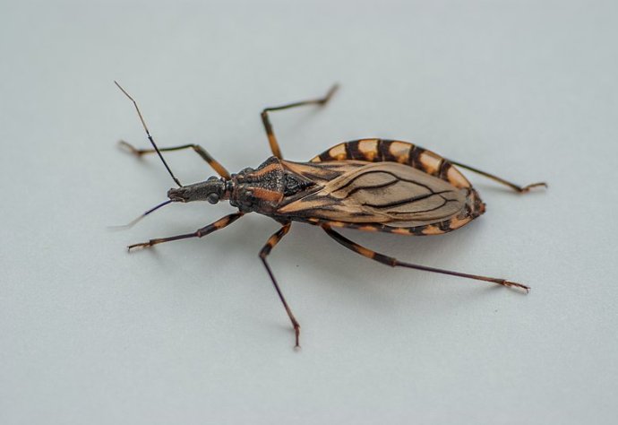 Triatoma brasiliensis CC license Triatoma brasiliensis (Triatominae), kissing bug, vector of Trypanosoma cruzi, the etological agent of Chagas disease Zezinho68