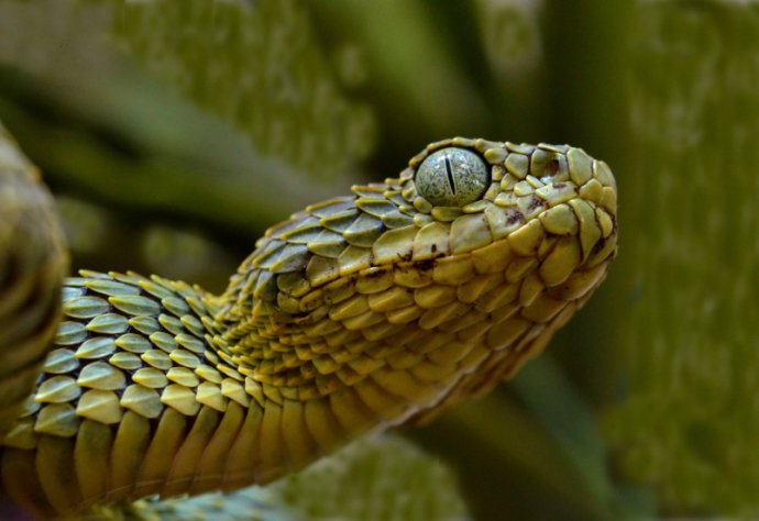 Photo title: Textures in vipers Photo credit: Edgar Neri-Castro Photo caption: Close-up of a Atheris squamigera, a species of the genus Atheris. Species of this genus have a very showy strongly keeled scale pattern.