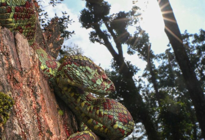 Photo title: Spooky surprise Photo credit: Girish Vilas Choure Photo caption: Coffee plantations of India are not only known for their rich quality coffee beans but also for these spectacularly camouflaged Craspedocephalus malabaricus or Malabar pit vipers. This snake species is highly venomous and their bites are clinically significant. Human beings economically dependent on coffee plantations for their livelihoods often suffer snake bites from Malabar pit vipers. While we might call this an attack, from t