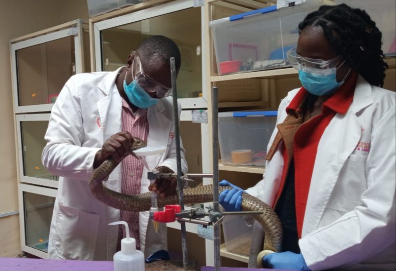 Two scientists extract venom from a snake