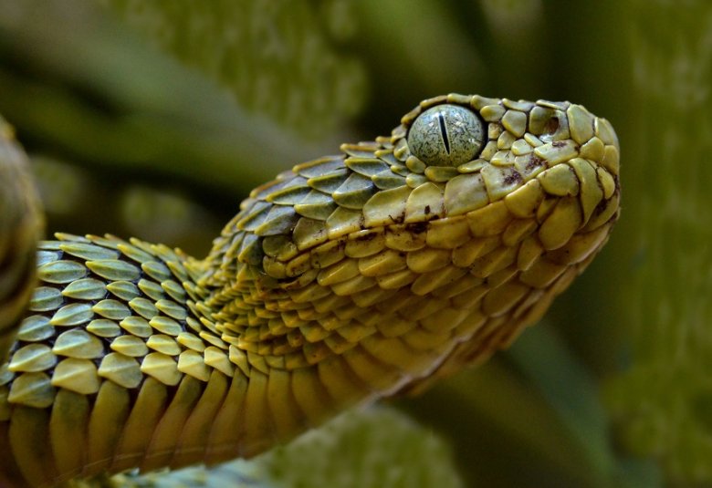Green textured snake