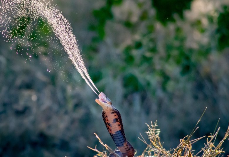 A spitting cobra