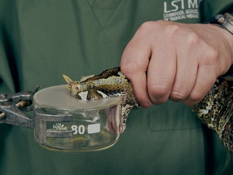 A shot from the news item focusing on snakebite
