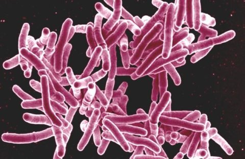 Tuberculosis bacteria