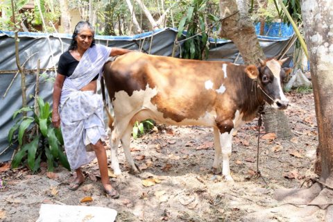 LF patient with the cow that she bought with the seed money provided by the Vocational Rehabilitation Program