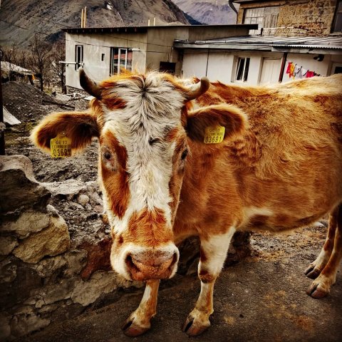Georgian cow