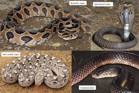 India’s four most dangerous snakes: Russell’s viper (Daboia russelii); saw-scaled viper (Echis carinatus sochureki); spectacled (common) cobra (Naja naja); and common krait (Bungarus caeruleus). 