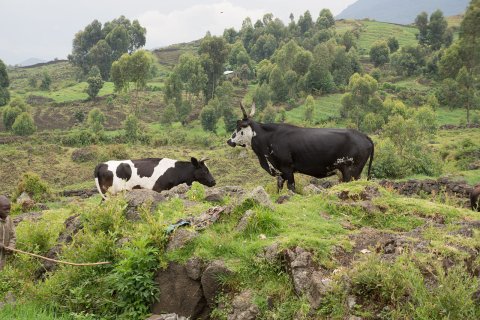 Cows in Uganda. © Fanny Schertzer