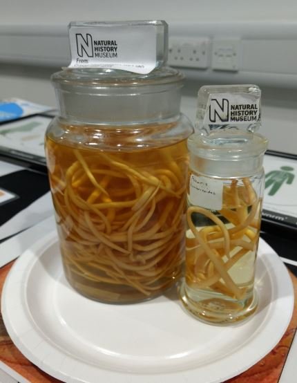 Soil-transmitted helminths courtesy of the Natural History Museum Soil-transmitted helminths courtesy of the Natural History Museum