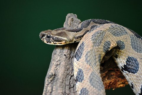 A Russell's viper