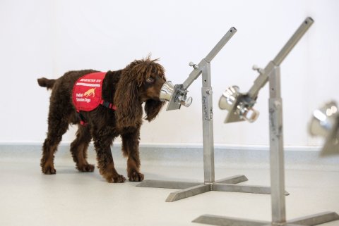 Asher (pictured) is one of six dogs being trained to detect COVID-19 infection through odour samples collected from thousands of participants.