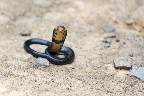 Forest cobra. credit: Steve Slater