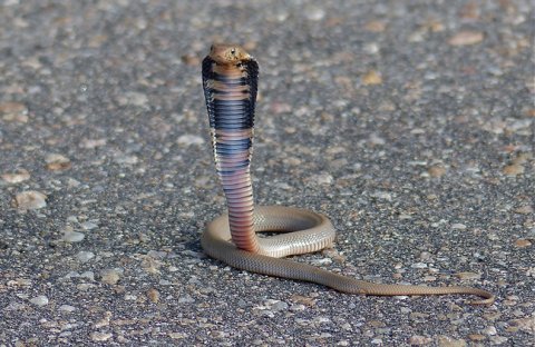 Mozambique spitting cobra. Credit: Bernard Dupont