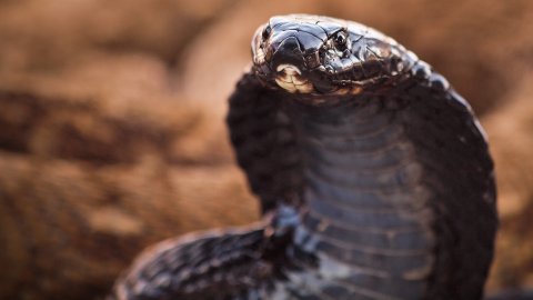 Black-necked spitting cobra, Naja nigricollis