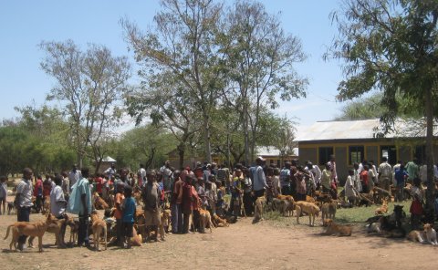 Dog vaccination campaigns are generally very popular and people recognise and appreciate the benefits and impacts. Photo: Sarah Cleaveland