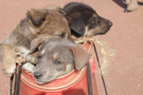 Young puppies make up a large proportion of the dog population in Africa and need be vaccinated to ensure sufficiently-high levels of population immunity. Photo: Carnivore Disease Project, Tanzania