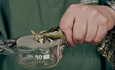 A venom extraction at the Liverpool School of Tropical Medicine. Photo: Nick Ballon / Wellcome Trust