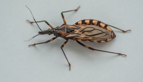 Triatoma brasiliensis (Triatominae), kissing bug, vector of Trypanosoma cruzi, the etological agent of Chagas disease Creative Commons license credit: Zezinho68