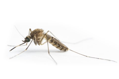 Culex annulirostris Credit: Mosquito Control Laboratory, QIMR Berghofer Medical Research Institute, Brisbane 
