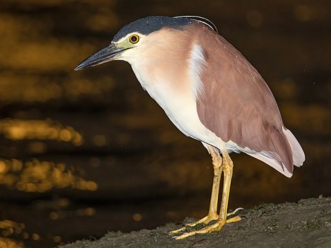 Nycticorax caledonicus Nankeen night heron Credit: JJ Harrison (httpswww.jjharrison.com.au) CC license