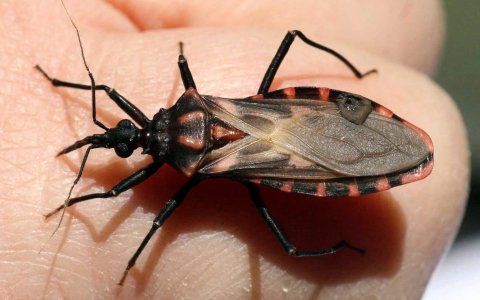 Chagas Triatoma brasiliensis