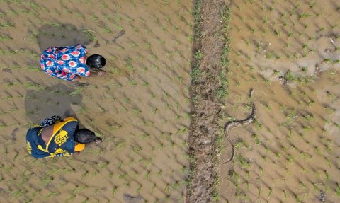 Snakebite photo competition winning photo Photo title: Shared landscapes Photo credit: Gnaneswar Ch