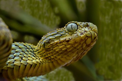 Photo title: Textures in Vipers Photo credit: Edgar Neri