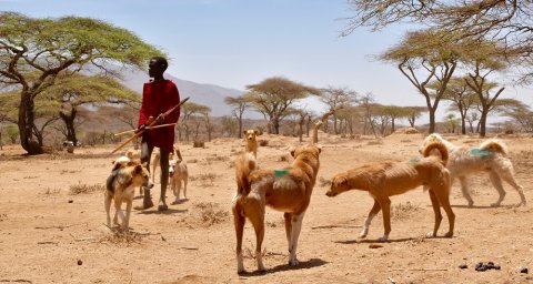  Although dogs in rural Africa are often free-roaming, most are owned and accessible for vaccination. Photo Felix Lankester