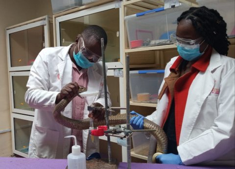 Two scientists extract venom from a snake