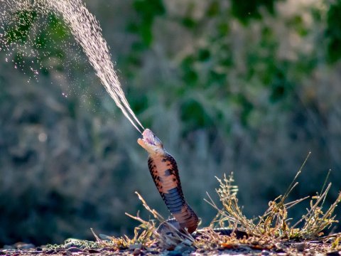 Photo credit: Hiral Naik  Photo caption:  A Mozambique spitting cobra is spitting its venom as a defense  mechanism towards any threat it experiences. The snake's instinct is  to spit to defend itself. A spitting cobra