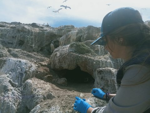 Clara Wiederkehr Bruno sampling penguins
