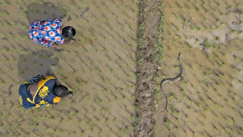 Two farmers work next to a Russell's vipers snake. Credit: Gnaneswar Chandrasekharuni.